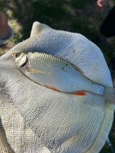 Roach