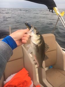 European Bass (Seabass)
