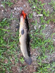 Poisson-Castor (Amie Chauve)