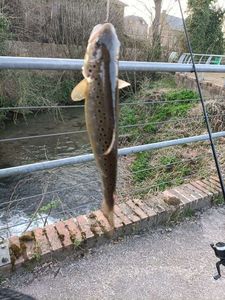 Brown Trout