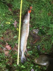 Northern Pike