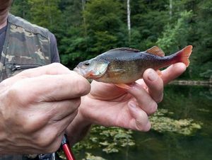 European Perch