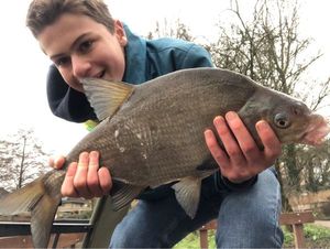 Common Bream