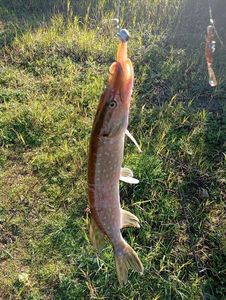 Northern Pike