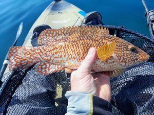 Ballan Wrasse