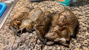 Common Cuttlefish