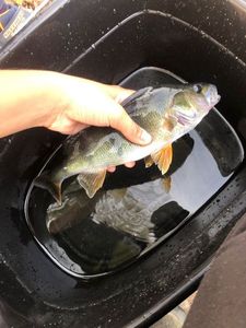 Yellow Perch
