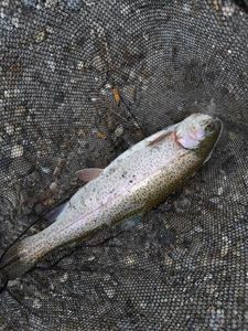 Rainbow Trout