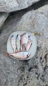 Blackspot Seabream
