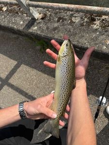Brown Trout