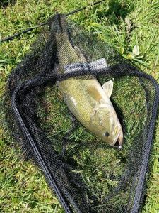 Largemouth Bass