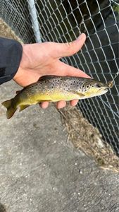 Brown Trout