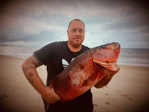 African Red Snapper