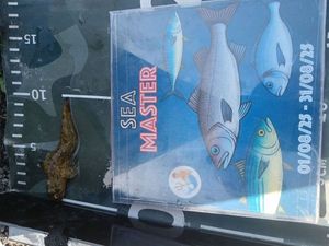 Common Intertidal Fish