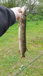 Northern Pike