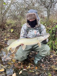Northern Pike