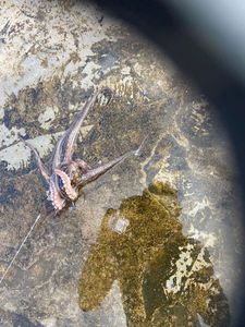 Common Octopus