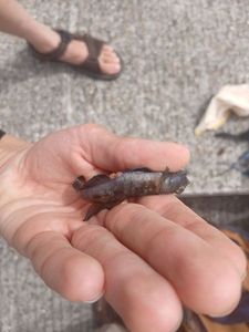 Black Goby