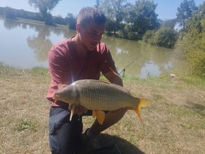 Common Carp