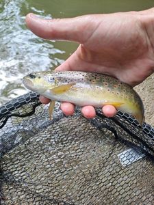 Brown Trout