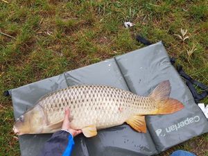 Common Carp