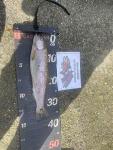 Rainbow Trout