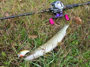 Northern Pike