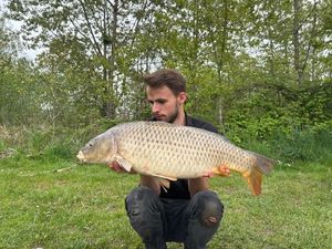 Common Carp