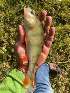 European Perch