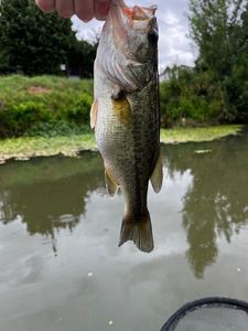 Largemouth Bass caught by Florian Henry