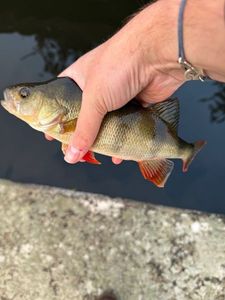 European Perch
