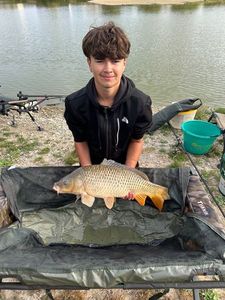 Common Carp