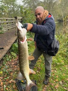 Northern Pike