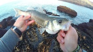 European Bass (Seabass)