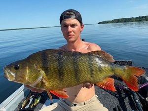 European Perch