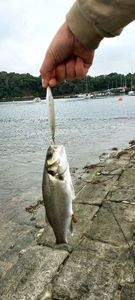 European Bass (Seabass)