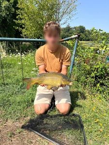 Common Carp