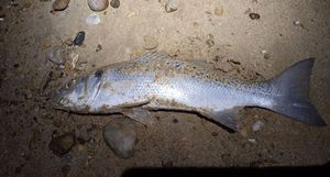 Spotted Seabass