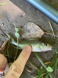 Ruffe