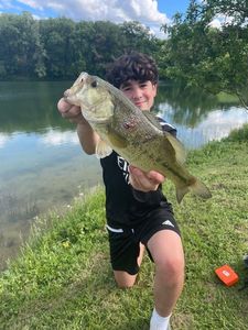 Largemouth Bass