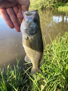 Largemouth Bass