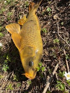 Common Carp