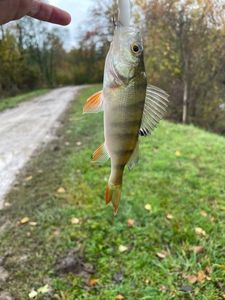 European Perch