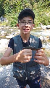 Brown Trout