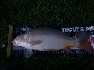 Mirror Carp