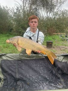 Common Carp