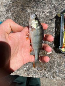 European Perch