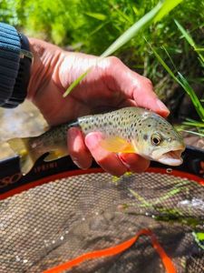 Brown Trout
