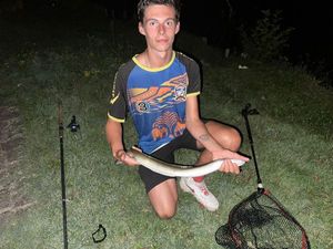 European Eel (Common Eel)