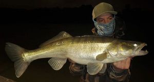 Zander